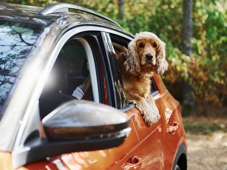 Vai levar seu pet na viagem? Veja 4 acessórios pet para carros que não podem faltar